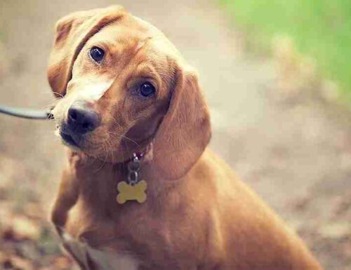 Sedativi per cani: come e quando usarli in sicurezza