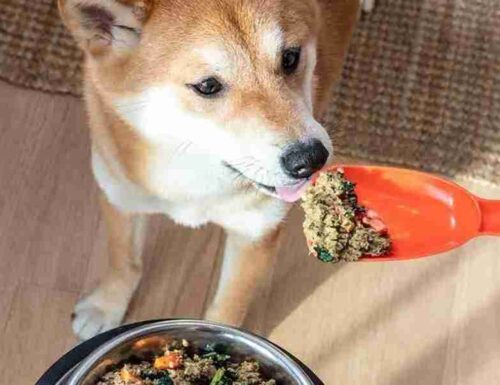 Alimentazione casalinga cane: dieta senza croccantini