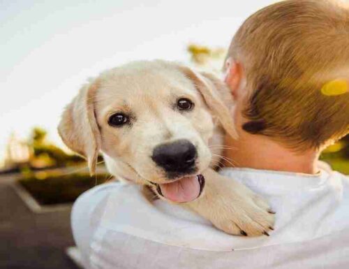 Il cane come supporto emotivo e cani da terapia