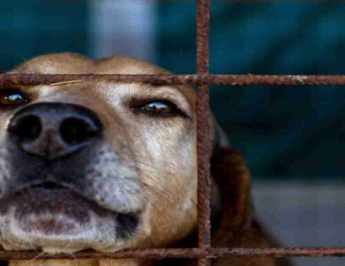Cani nei carceri per il benessere dei detenuti