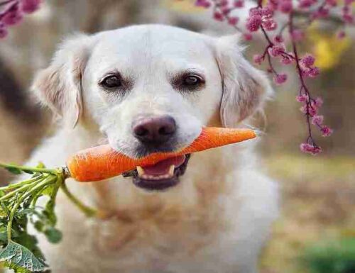 Cibo vegetariano per cani: è possibile?