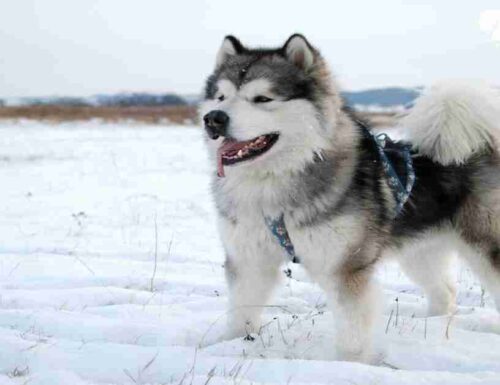 Il cane Alaskan Malamute: storia, salute e cura