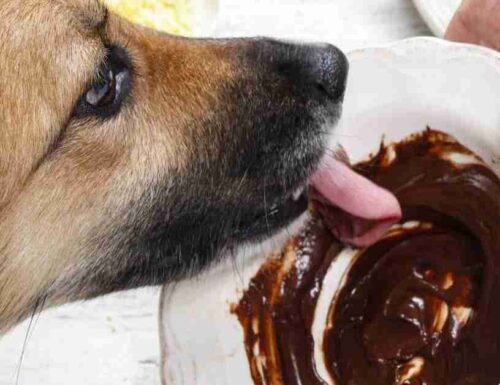 I cani possono mangiare il cioccolato?