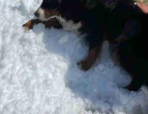 La gente si raduna per dare al cane morente un ultimo giorno di neve in piena estate