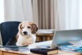 Aziende dog friendly: i vantaggi di portare il cane al lavoro