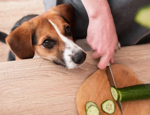 Benefici per la salute per i cani che mangiano cetrioli