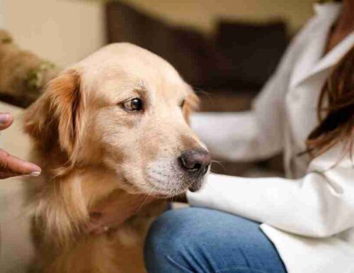 Come iniziare una terapia di benessere mentale con il tuo cane
