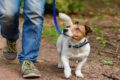 Dogpsicoterapia: quarta fase, camminare con il tuo cane