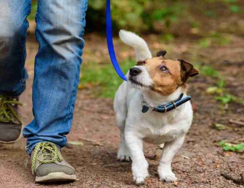 Dogpsicoterapia: quarta fase, camminare con il tuo cane