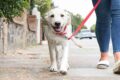 I benefici mentali di camminare con il tuo cane