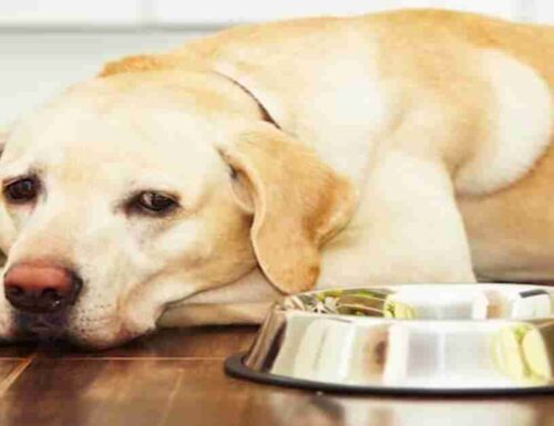 Quanto tempo può stare un cane senza cibo?