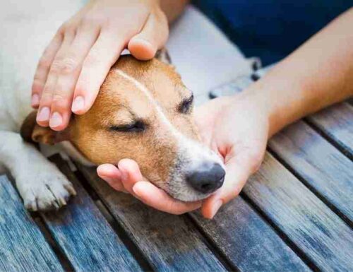 Dogpsicoterapia: prima fase, carezze al cane. Tutti i benefici