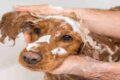 Dogpsicoterapia: terza fase, guida alla cura dell'igiene del tuo cane