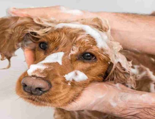 Dogpsicoterapia: terza fase, guida alla cura dell’igiene del tuo cane