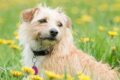 Effetti collaterali dei farmaci per l'ansia nei cani