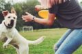 Gioca con il tuo cane: i benefici sono unici, pet therapy