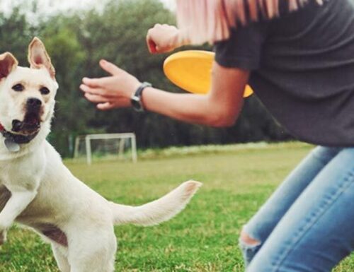 Gioca con il tuo cane: i benefici sono unici, pet therapy