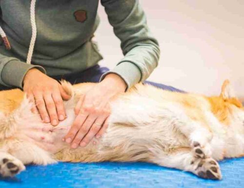 Gonfiore allo stomaco del cane: cause e trattamento