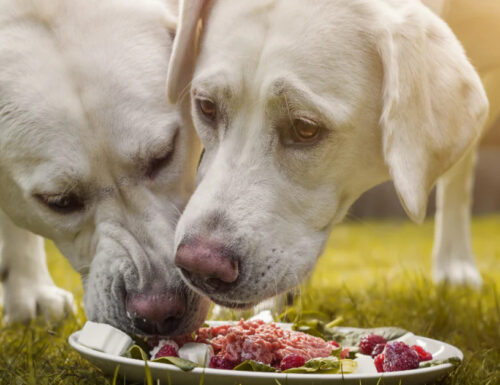 I cani possono mangiare pollo crudo?