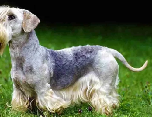 Il cane  Cesky Terrier: tutto quello che devi sapere