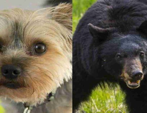 Il cane eroe salva la proprietaria attaccata da un orso nero