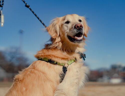 Ipoglicemia nei cani: sintomi, trattamento e prevenzione