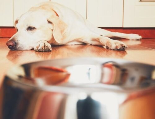 Reflusso gastroesofageo nei cani: cause, sintomi, trattamento