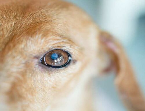 Spostamento oculare nei cani