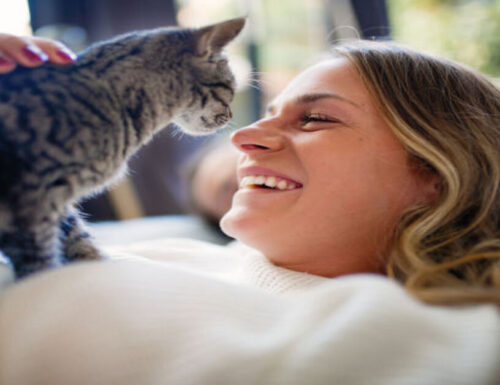 Gatti e ansia da separazione: quello che devi saper per la cura del tuo pet
