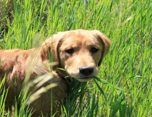 Perchè i cani mangiano l’erba?